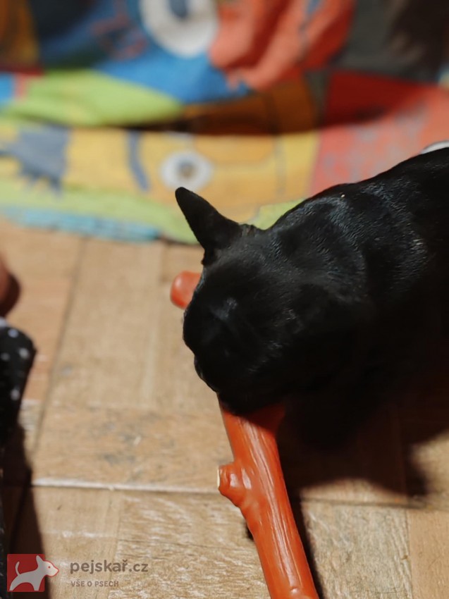 Francouzský buldoček štěňata s PP