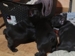 Francouzský buldoček štěňata s PP