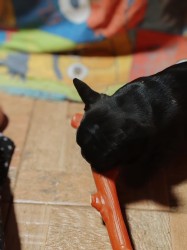 Francouzský buldoček štěňata s PP