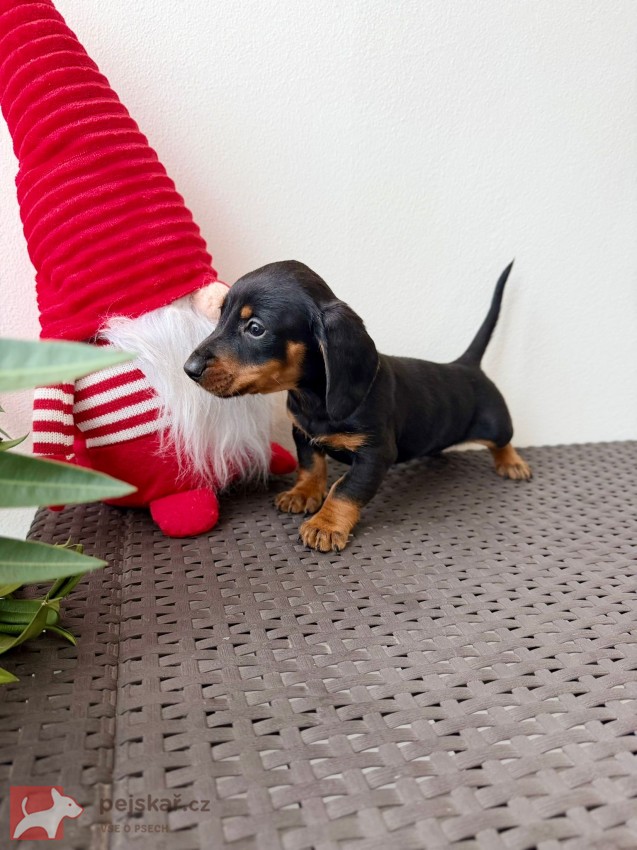 Jezevčík hladkosrstý trpasličí bez PP