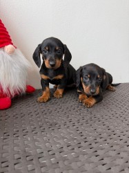 Jezevčík hladkosrstý trpasličí bez PP