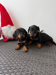 Jezevčík hladkosrstý trpasličí bez PP