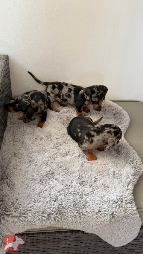 Merle Jezevčík hladkosrstý trpasličí