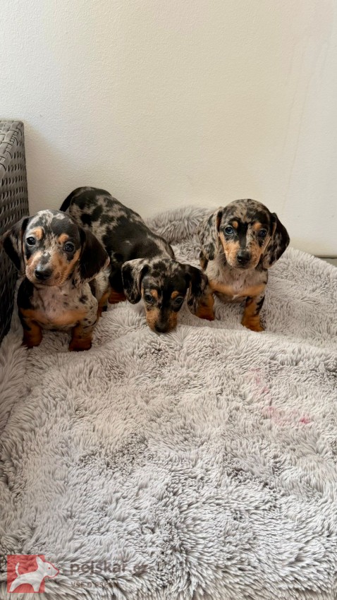 Merle Jezevčík hladkosrstý trpasličí