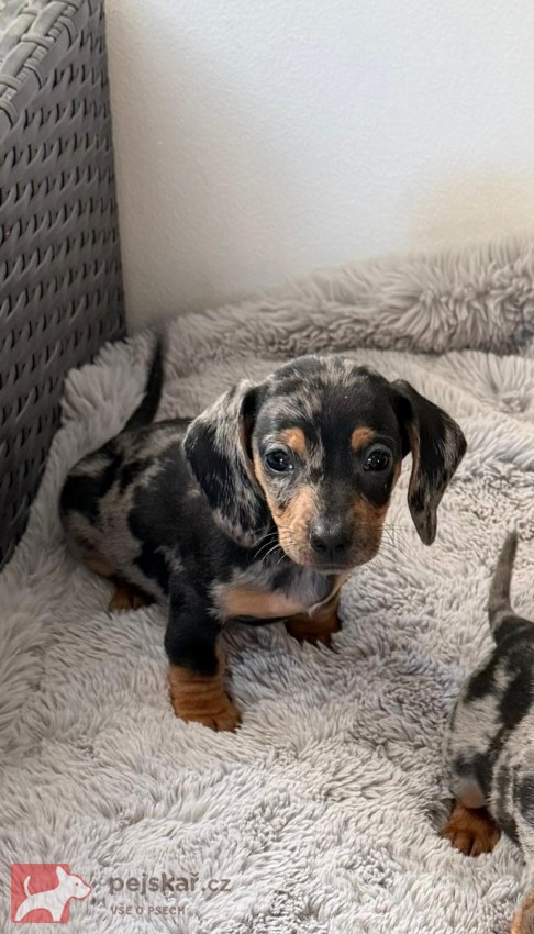 Merle Jezevčík hladkosrstý trpasličí