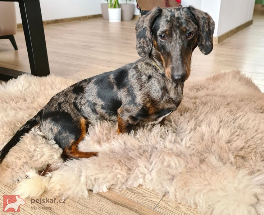 Merle Jezevčík hladkosrstý trpasličí