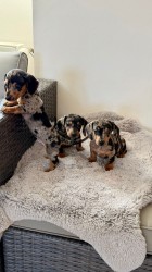 Inzerce psů Merle Jezevčík hladkosrstý trpasličí