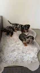 Merle Jezevčík hladkosrstý trpasličí