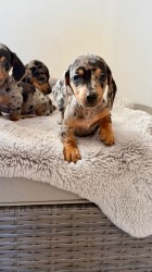 Merle Jezevčík hladkosrstý trpasličí