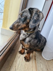 Merle Jezevčík hladkosrstý trpasličí