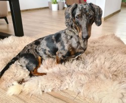 Merle Jezevčík hladkosrstý trpasličí