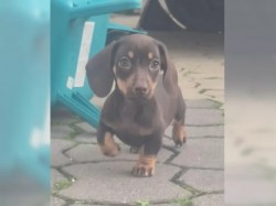 Inzerce psů Jezevčík hladkosrstý trpasličí