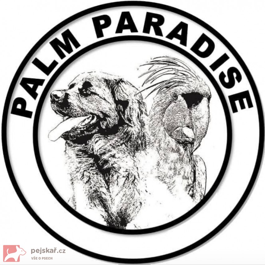 Palm Paradise