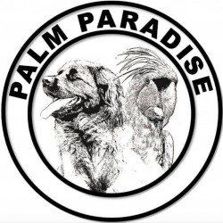 Palm Paradise