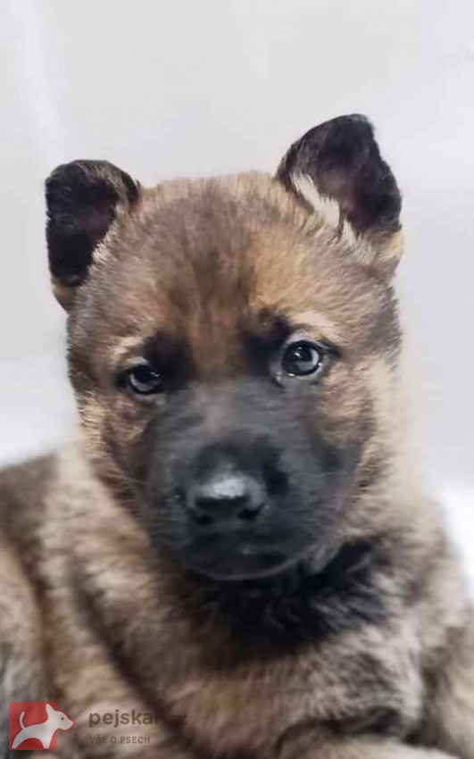 německý ovčák s pp štěňata