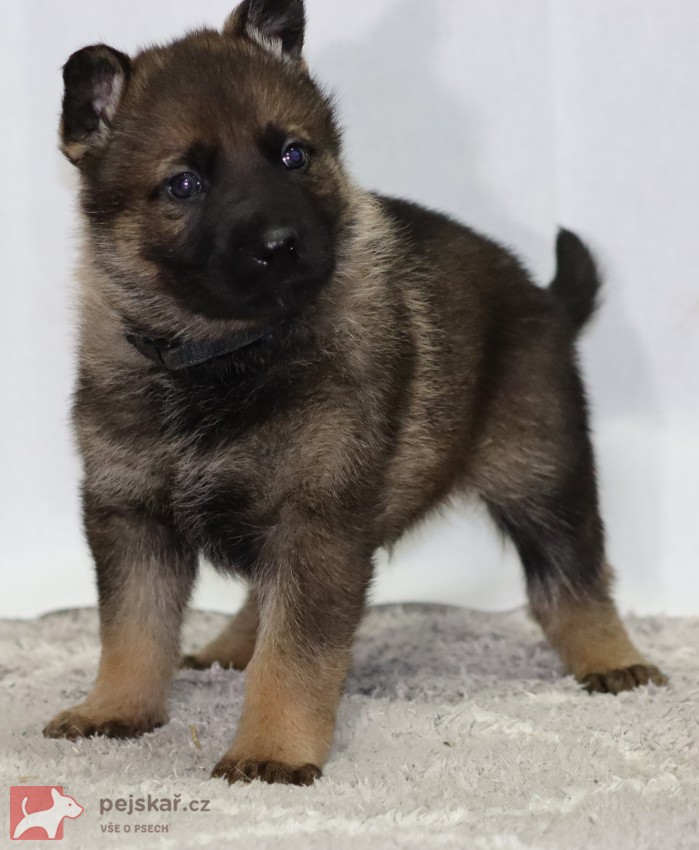 německý ovčák s pp štěňata