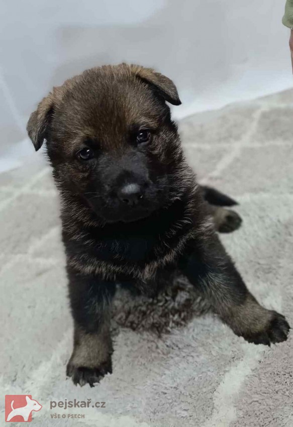 německý ovčák s pp štěňata