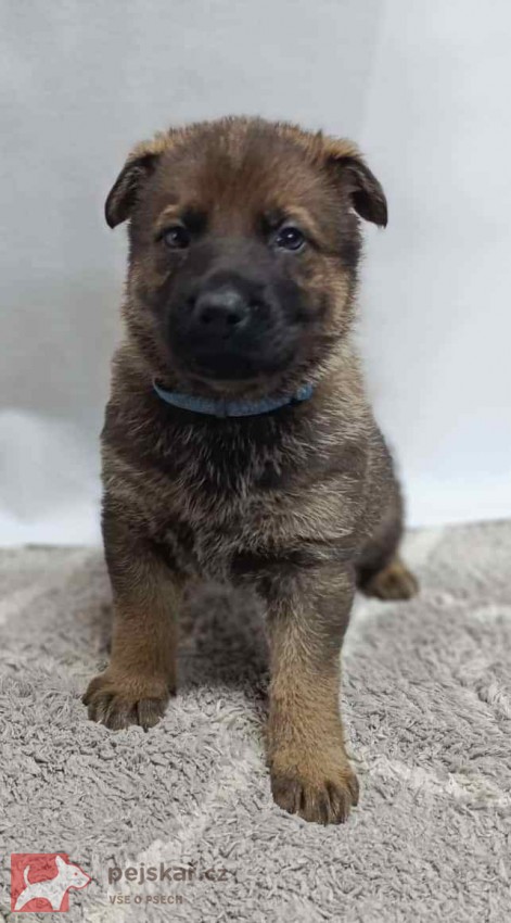 německý ovčák s pp štěňata
