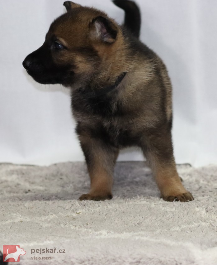 německý ovčák s pp štěňata