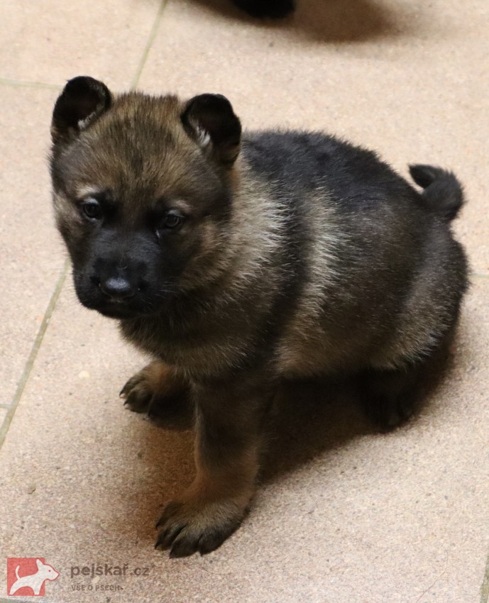 německý ovčák s pp štěňata