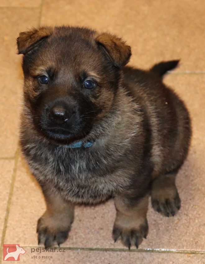 německý ovčák s pp štěňata