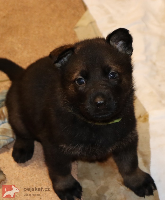 německý ovčák s pp štěňata