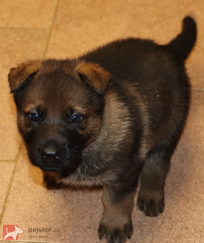 německý ovčák s pp štěňata