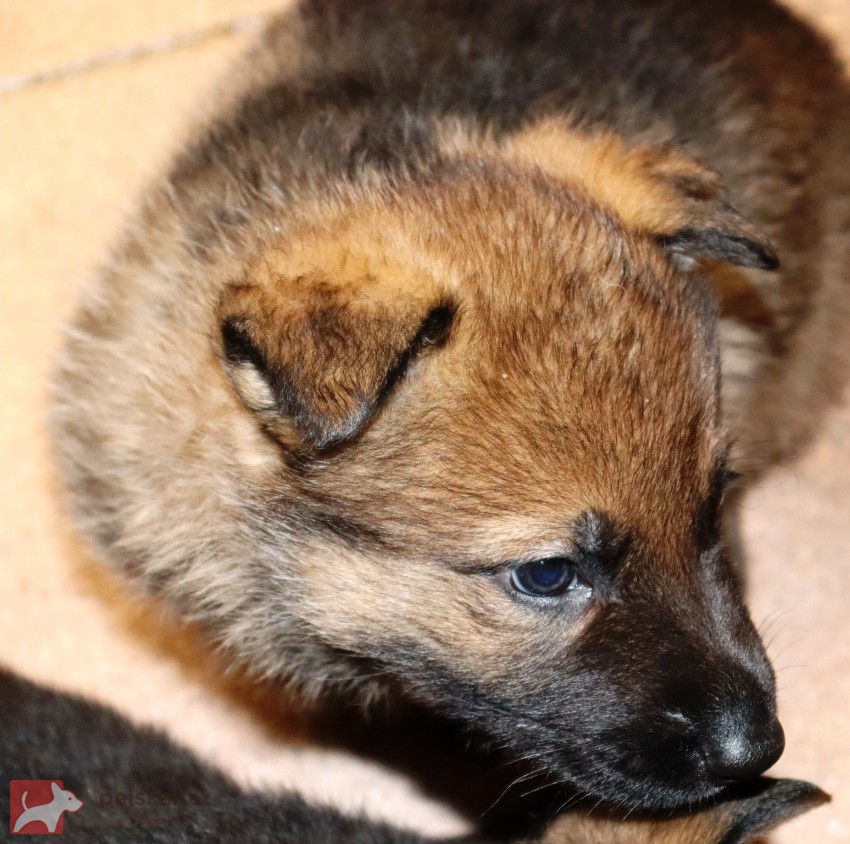 německý ovčák s pp štěňata