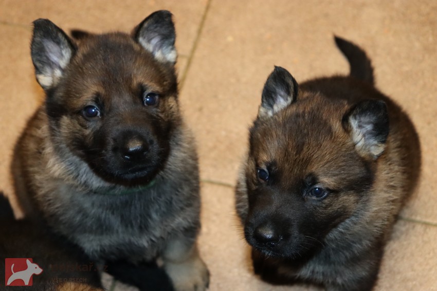německý ovčák s pp štěňata