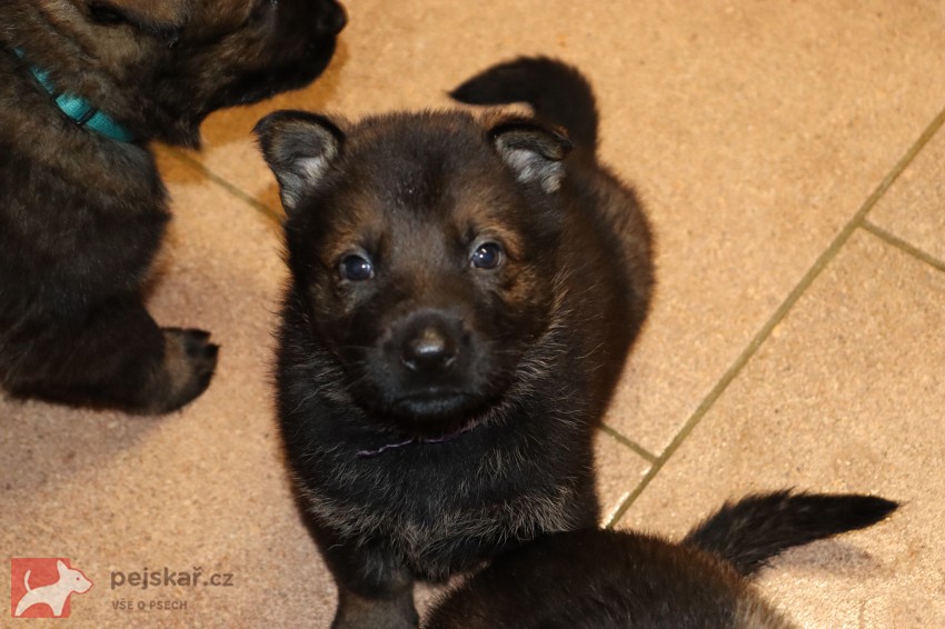 německý ovčák s pp štěňata
