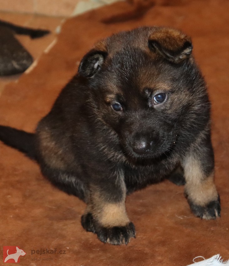 německý ovčák s pp štěňata
