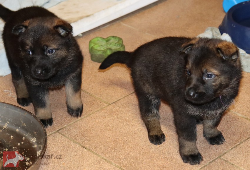 německý ovčák s pp štěňata