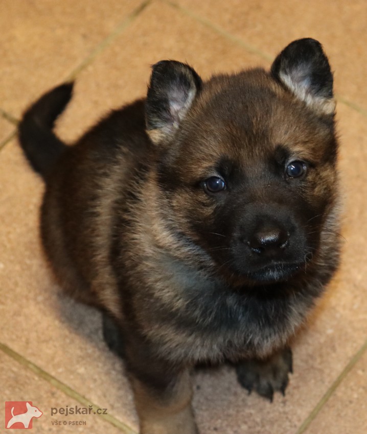 německý ovčák s pp štěňata