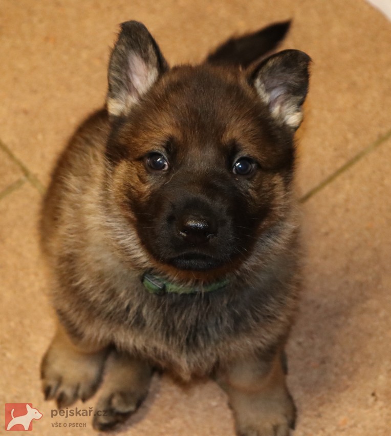 německý ovčák s pp štěňata
