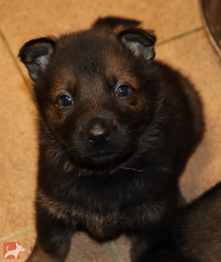 německý ovčák s pp štěňata