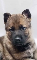 Inzerce psů německý ovčák s pp štěňata