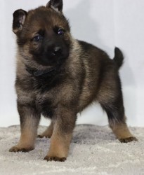 německý ovčák s pp štěňata