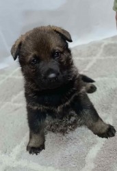 německý ovčák s pp štěňata