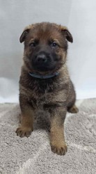 německý ovčák s pp štěňata