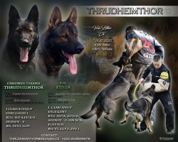 německý ovčák s pp štěňata