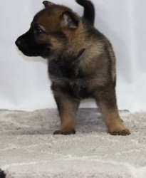 německý ovčák s pp štěňata