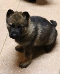 německý ovčák s pp štěňata