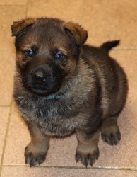 německý ovčák s pp štěňata