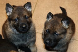 německý ovčák s pp štěňata