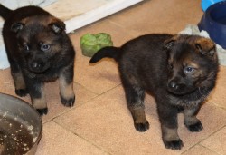 německý ovčák s pp štěňata