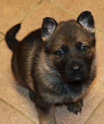 německý ovčák s pp štěňata