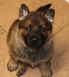 německý ovčák s pp štěňata