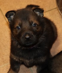 německý ovčák s pp štěňata