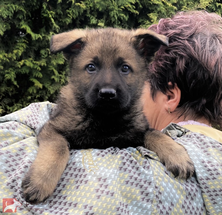 Německý ovčák mohutná fenka