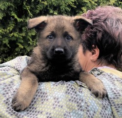 Inzerce psů Německý ovčák mohutná fenka